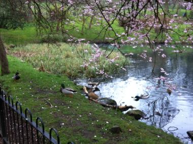 cherry blossoms at Kelvingrove
