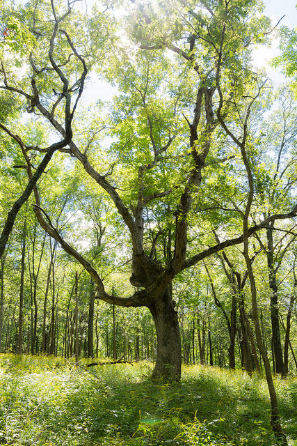 Source: https://www.flickr.com/photos/mshipp/