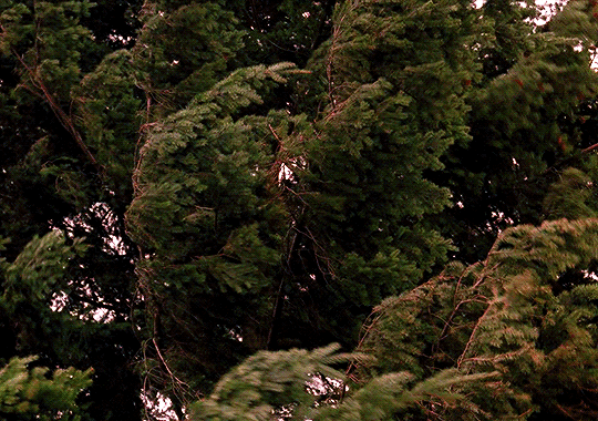 tumblr_pfhrjtYYiX1rw0k2lo1_540